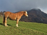 02 Un bel cavallo baciato dal sole, il Monte Gioco incappucciato in vetta da nuvole basse 